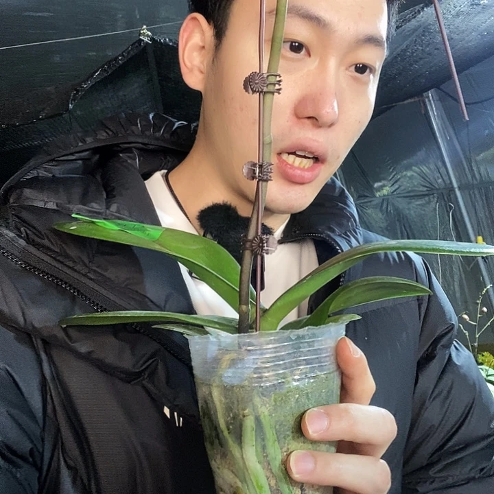 无花朵大白蝴蝶兰