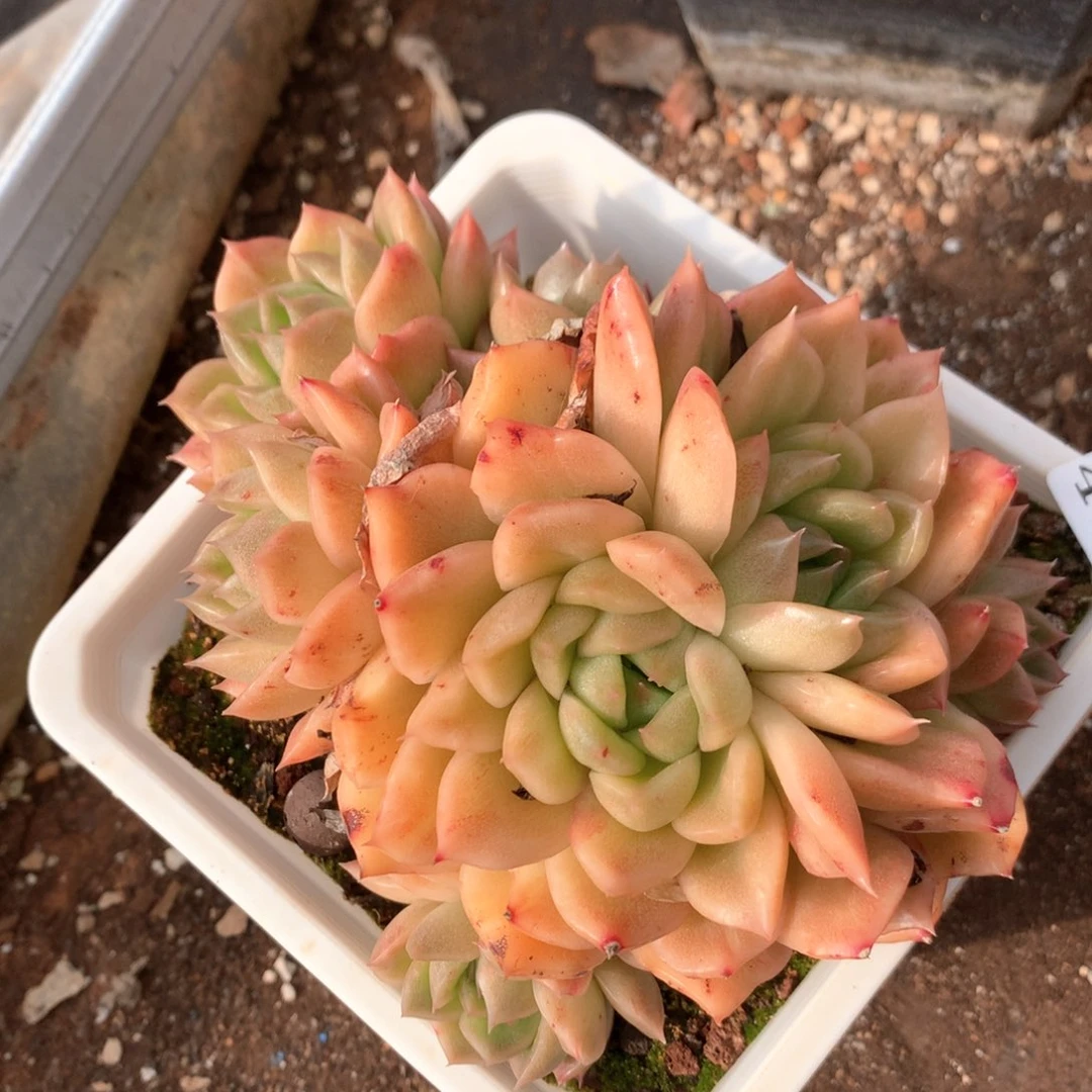 小*儿4064杂交多肉植物基地