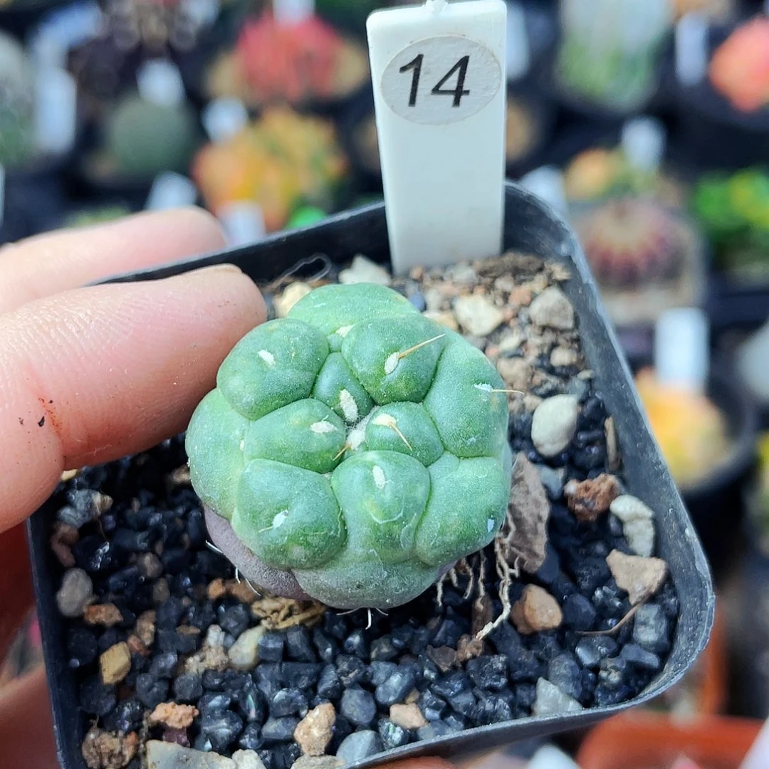 无刺象牙非偏远地区满25包邮仙人球