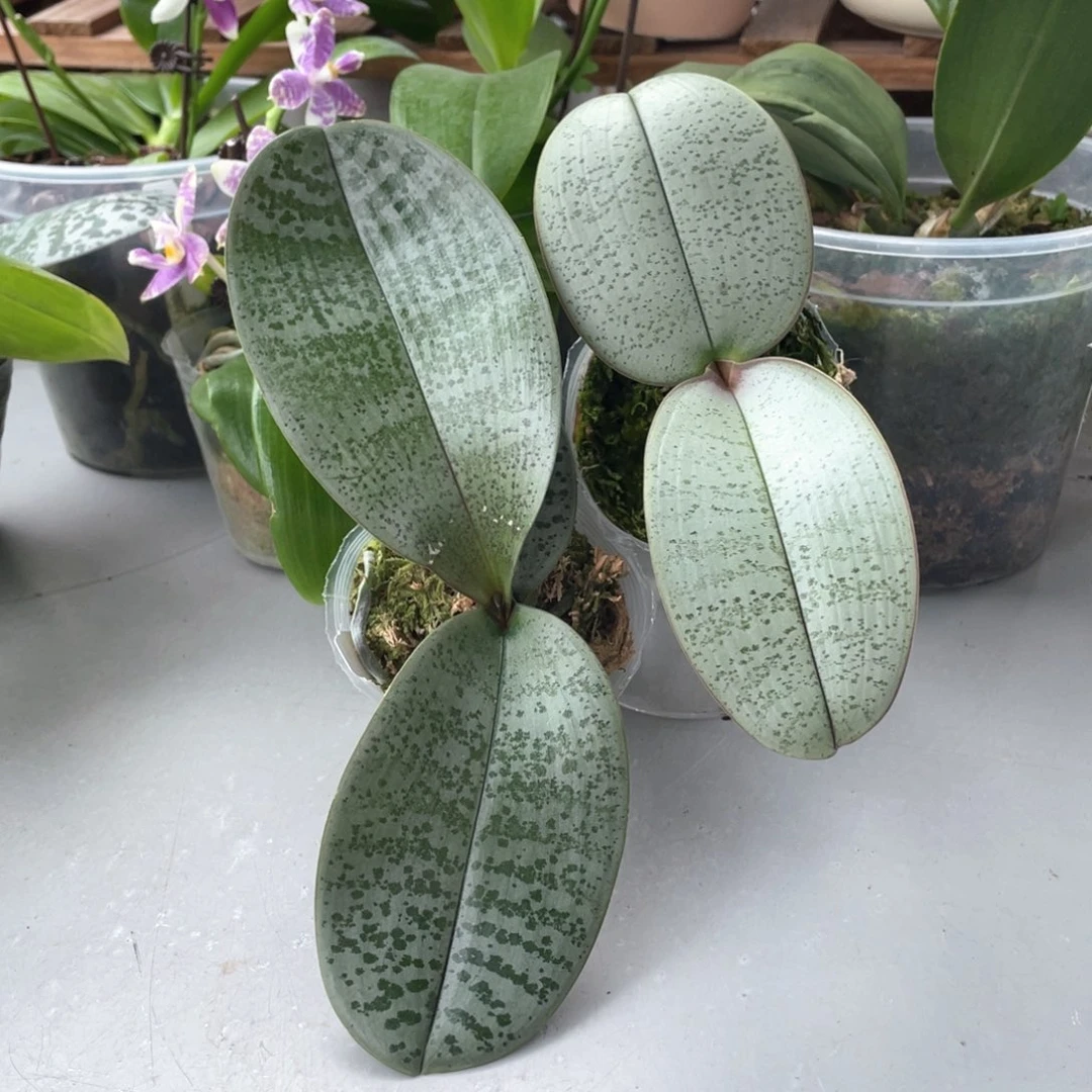 当前无花栽培后可以开花【桑得交西】2.5，随机发，叶微瑕
