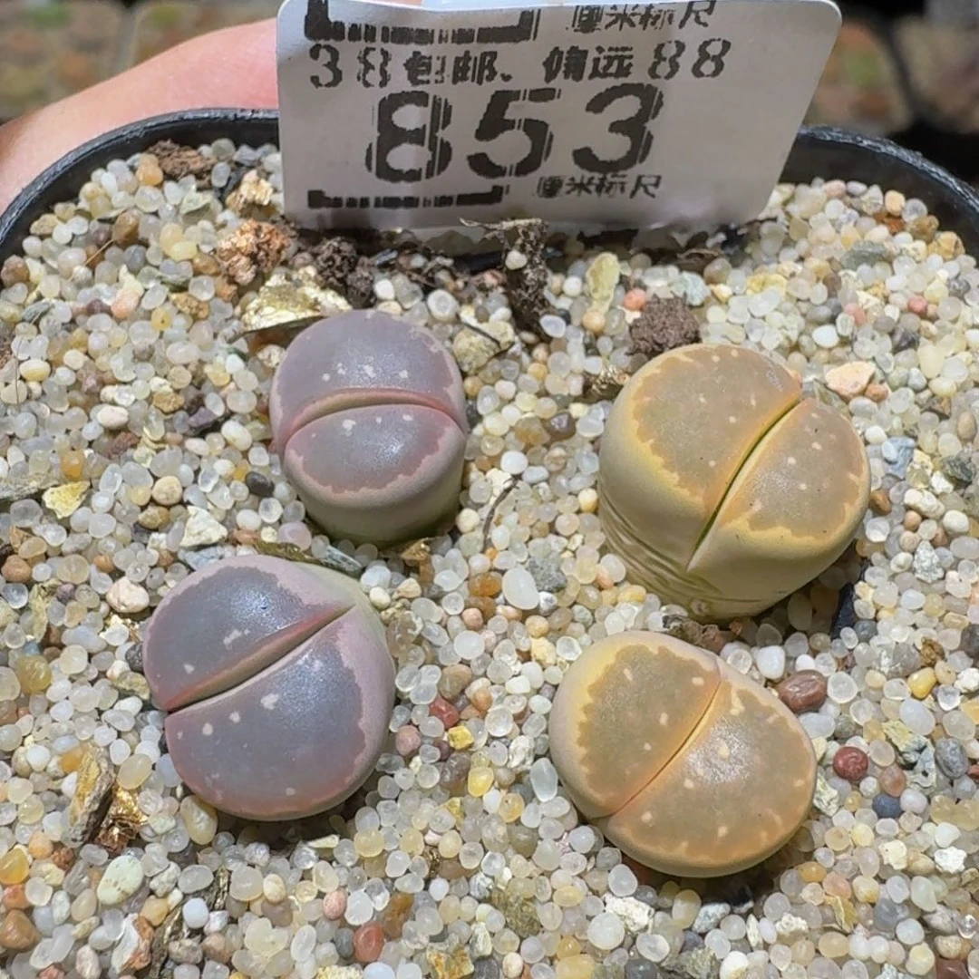Ssss精品生石花853