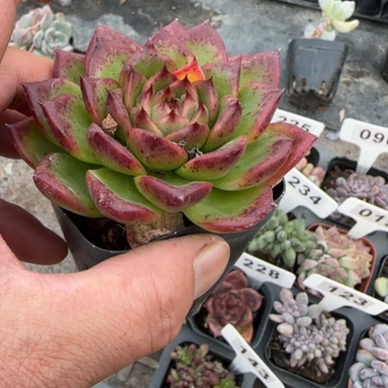 238安斯顿多肉植物多