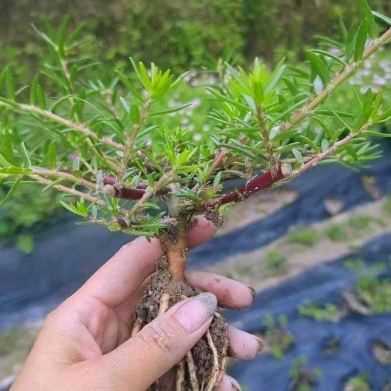 玫红王太阳花老桩重瓣宿根太阳花老桩带根造型牡丹紫老桩多年生