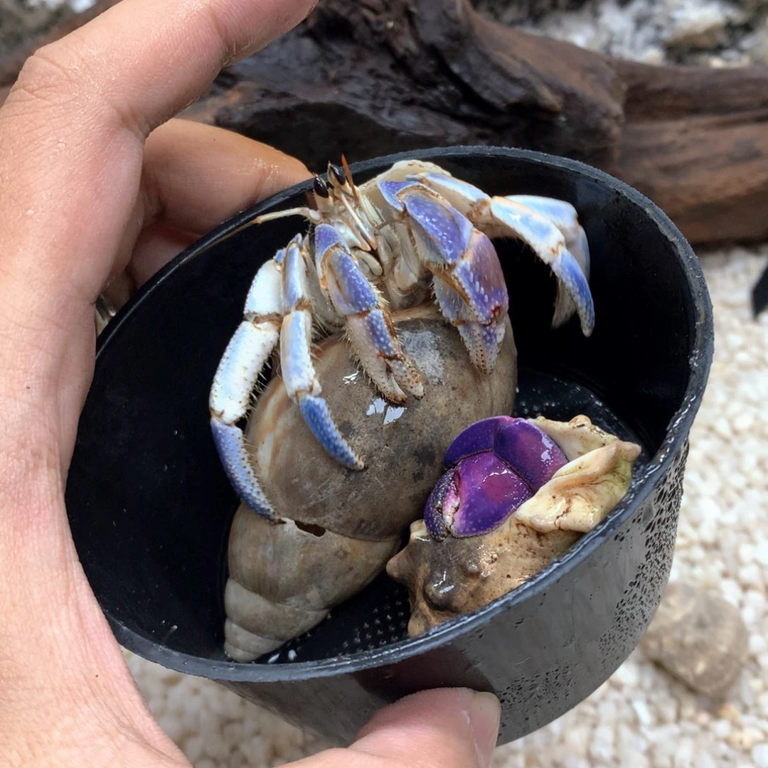 2只 不退不换，秒拍秒付