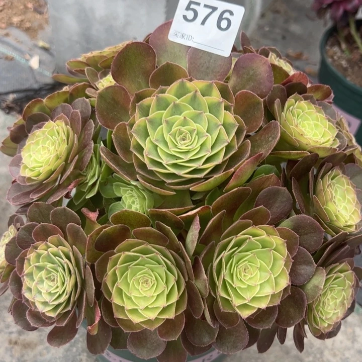 576雨荷25厘米左右