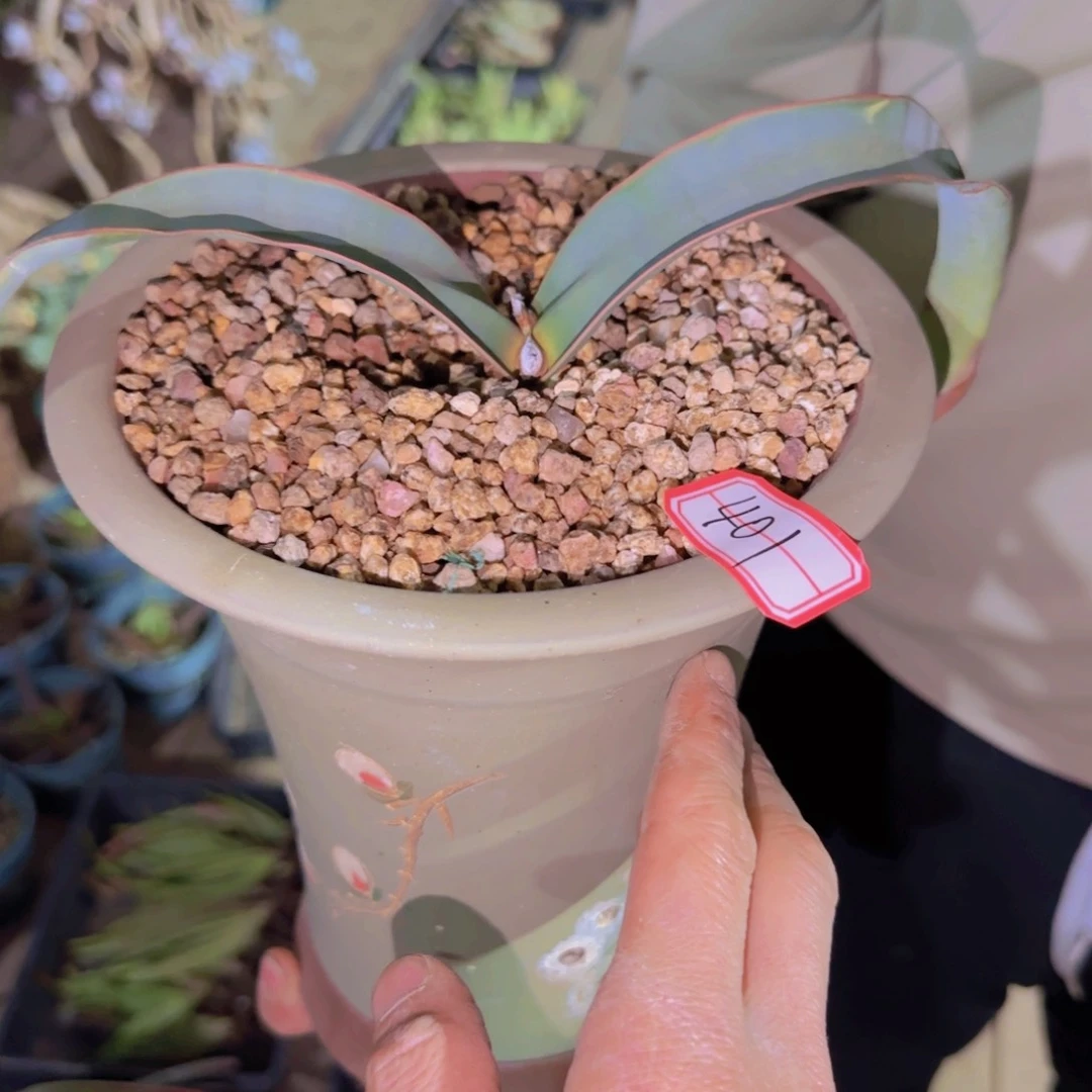 ?**?块根植物块根植物块根植物