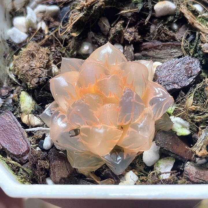 三***牛777糊斑水中虐锦特选福利