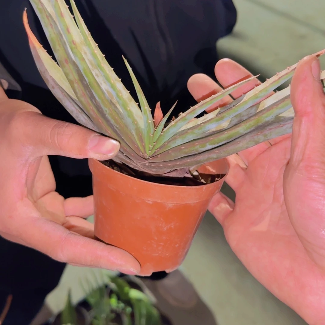 块根植物块根植物