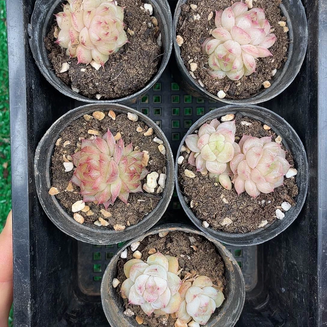 多肉植物一物一拍4-83