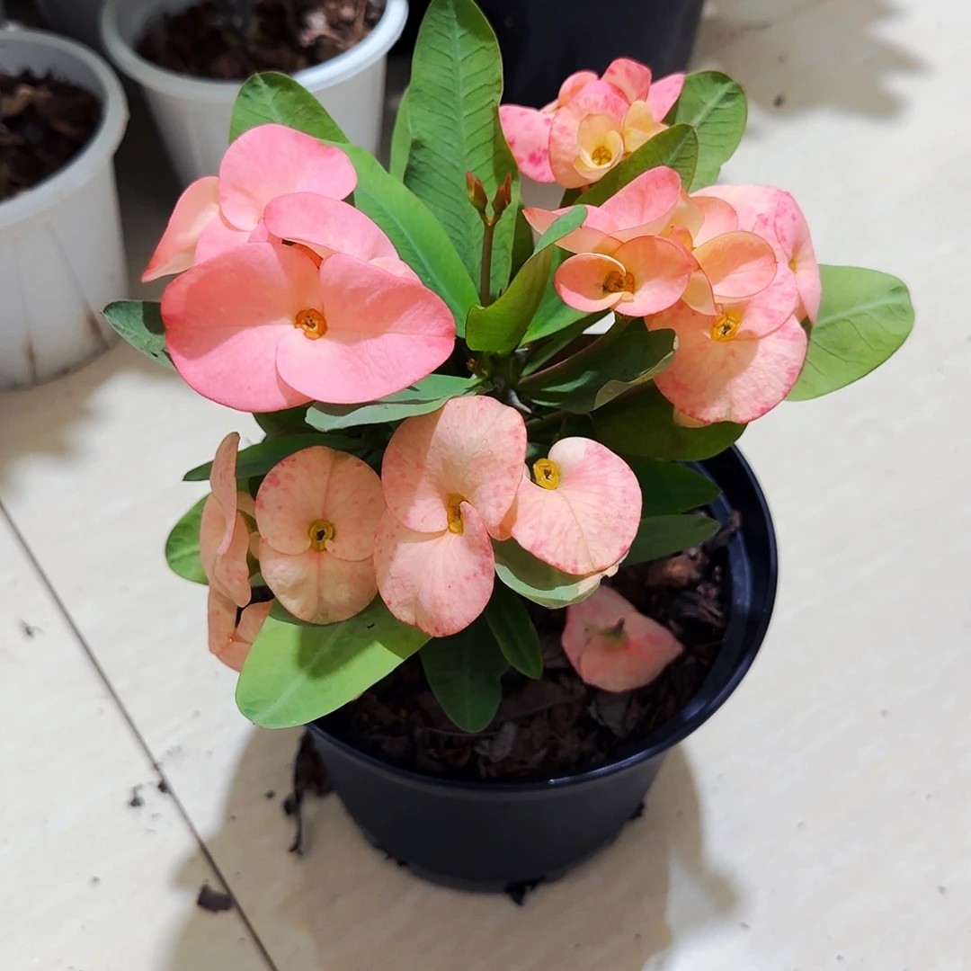 金***量完全开放梅子酱直播间一物一拍