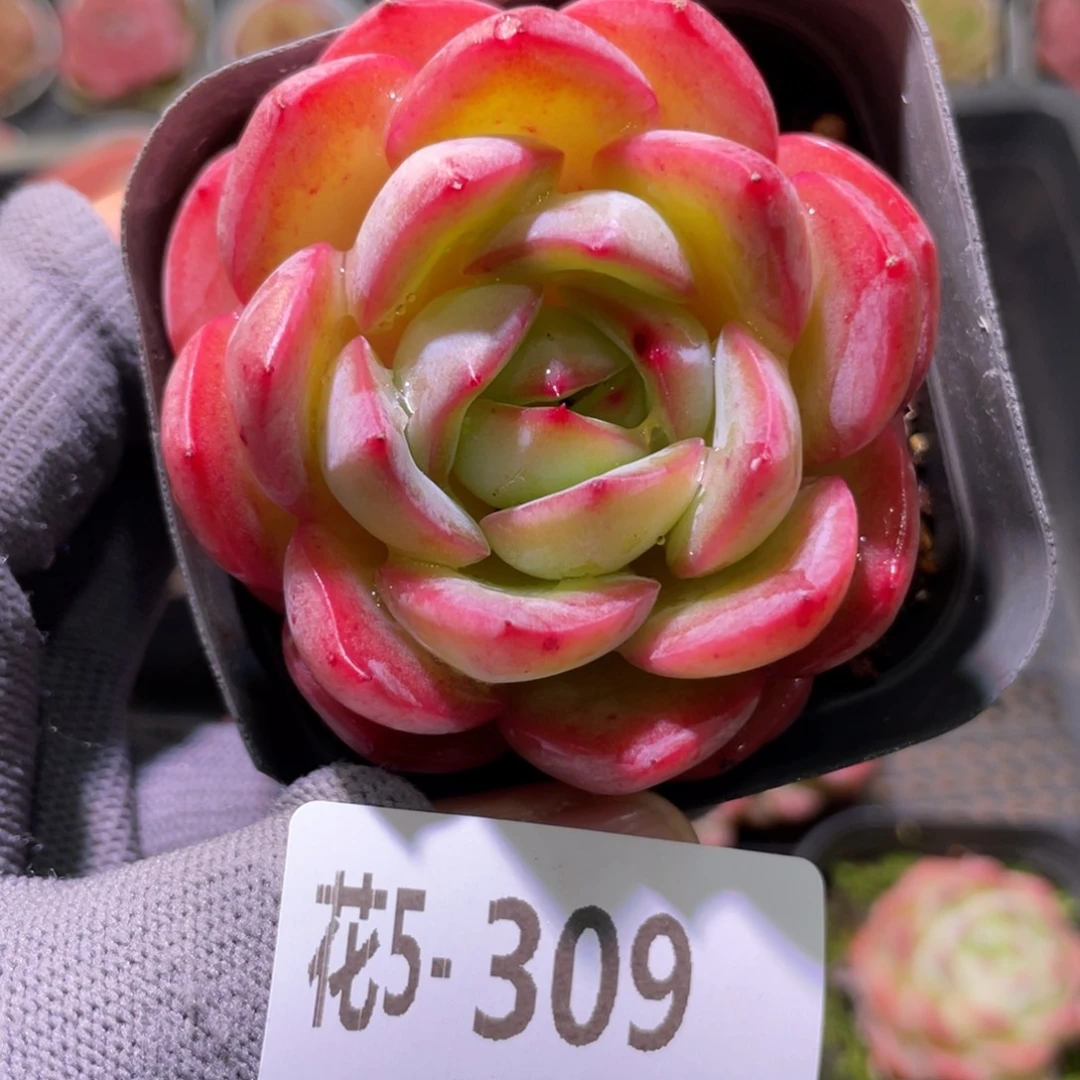 花利美5-309丛林之舞