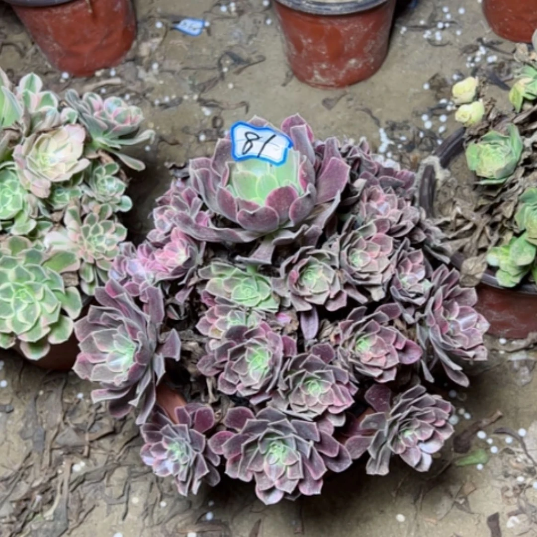 【闪购商品】惊鸿81