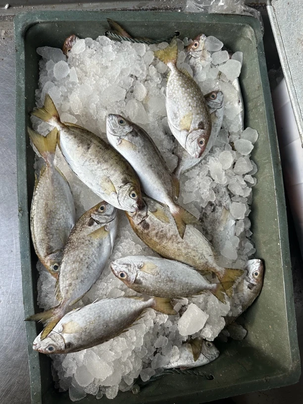 【集胜味海鲜】照灯苦提