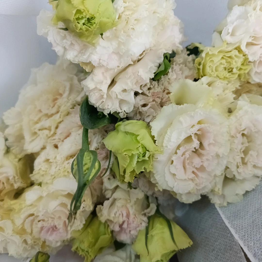 【白桔梗1把】任意2单京东包邮