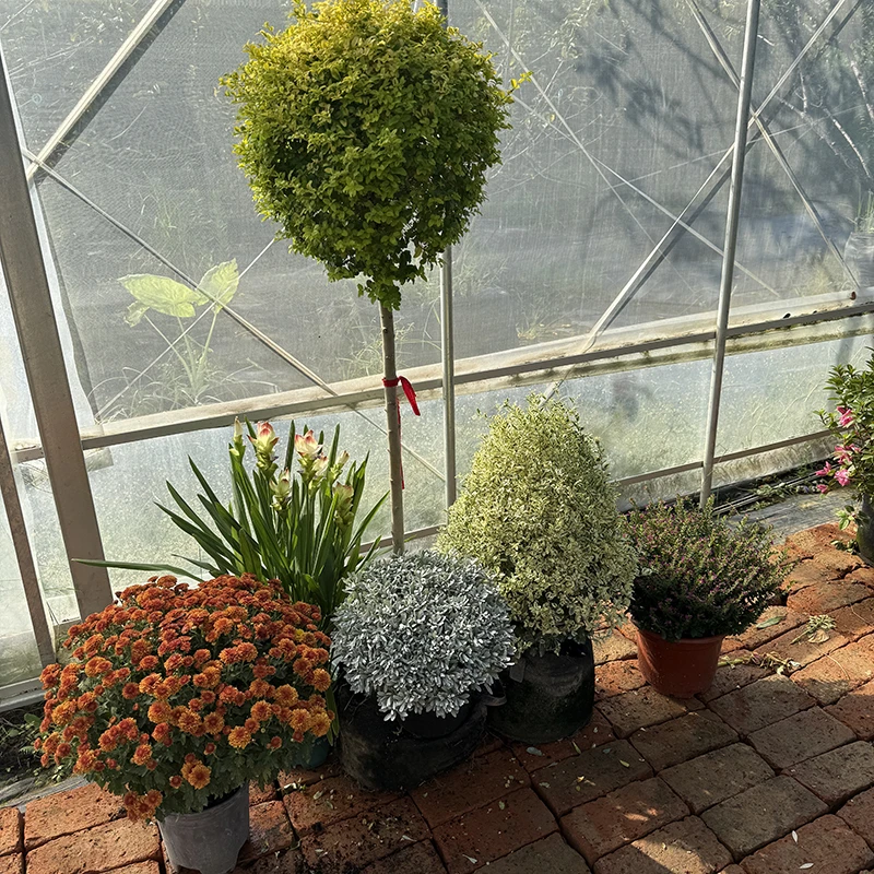 罗曼的花园小尺寸秋日花境组合盆栽苗低维护耐寒耐热开花观叶绿植