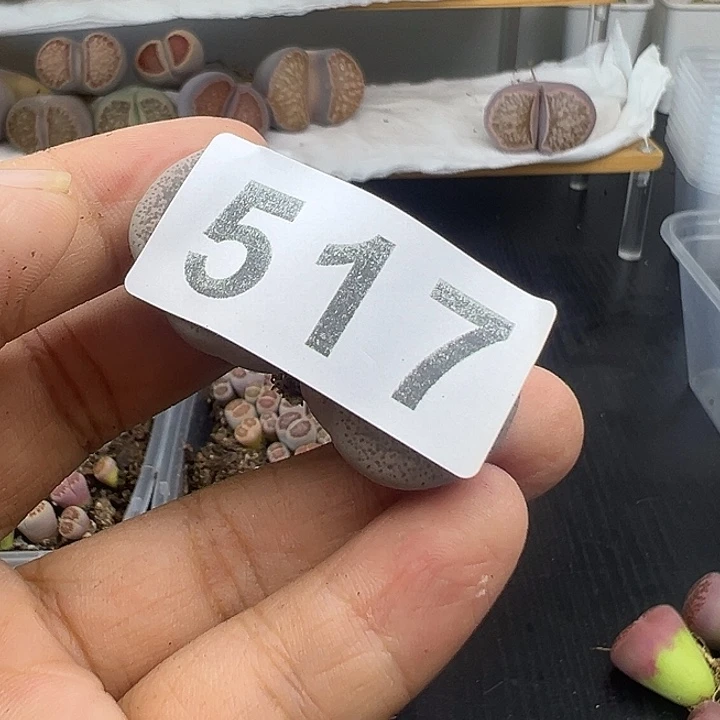吴*杰517有伤福利清1111111111