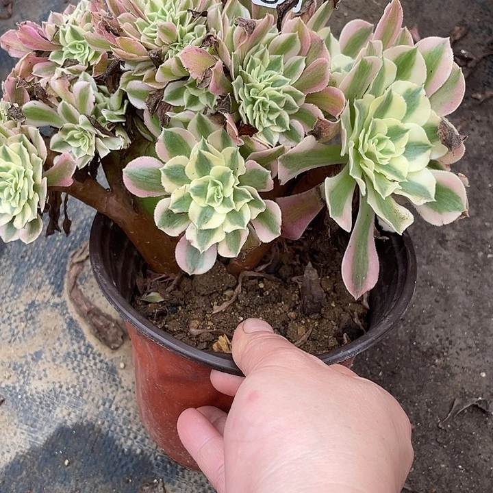 920女巫缀多肉植物法师