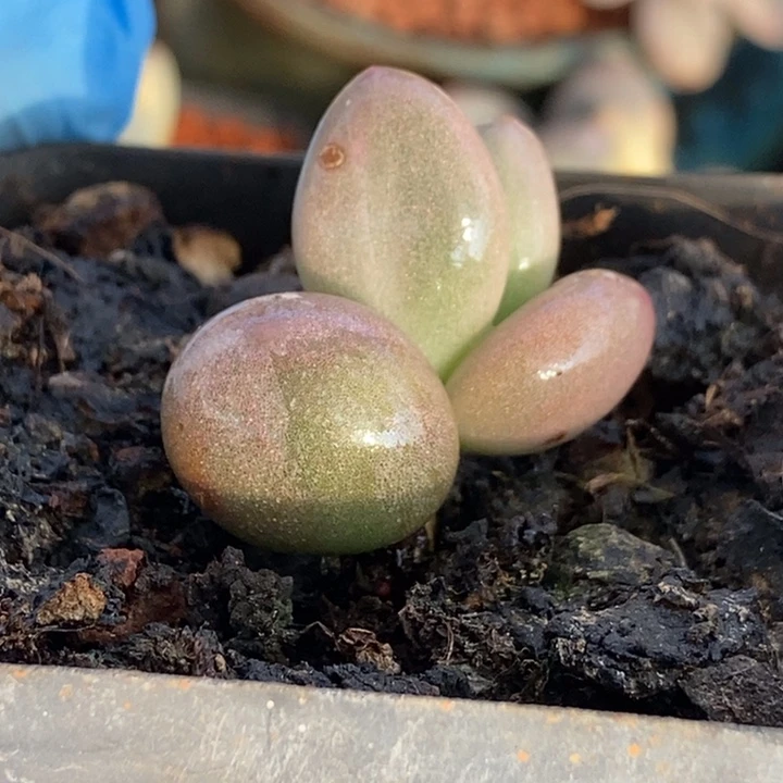 拿***鱼米可奶酪锦多肉植物