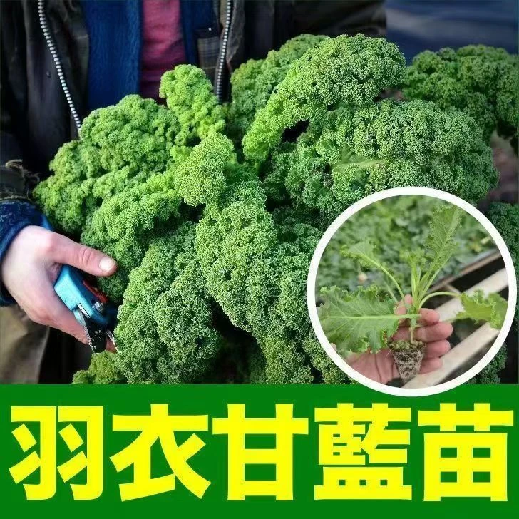 绿色羽衣甘蓝苗可观赏可食用蔬菜女王羽衣甘蓝苗阳台盆栽小院种植