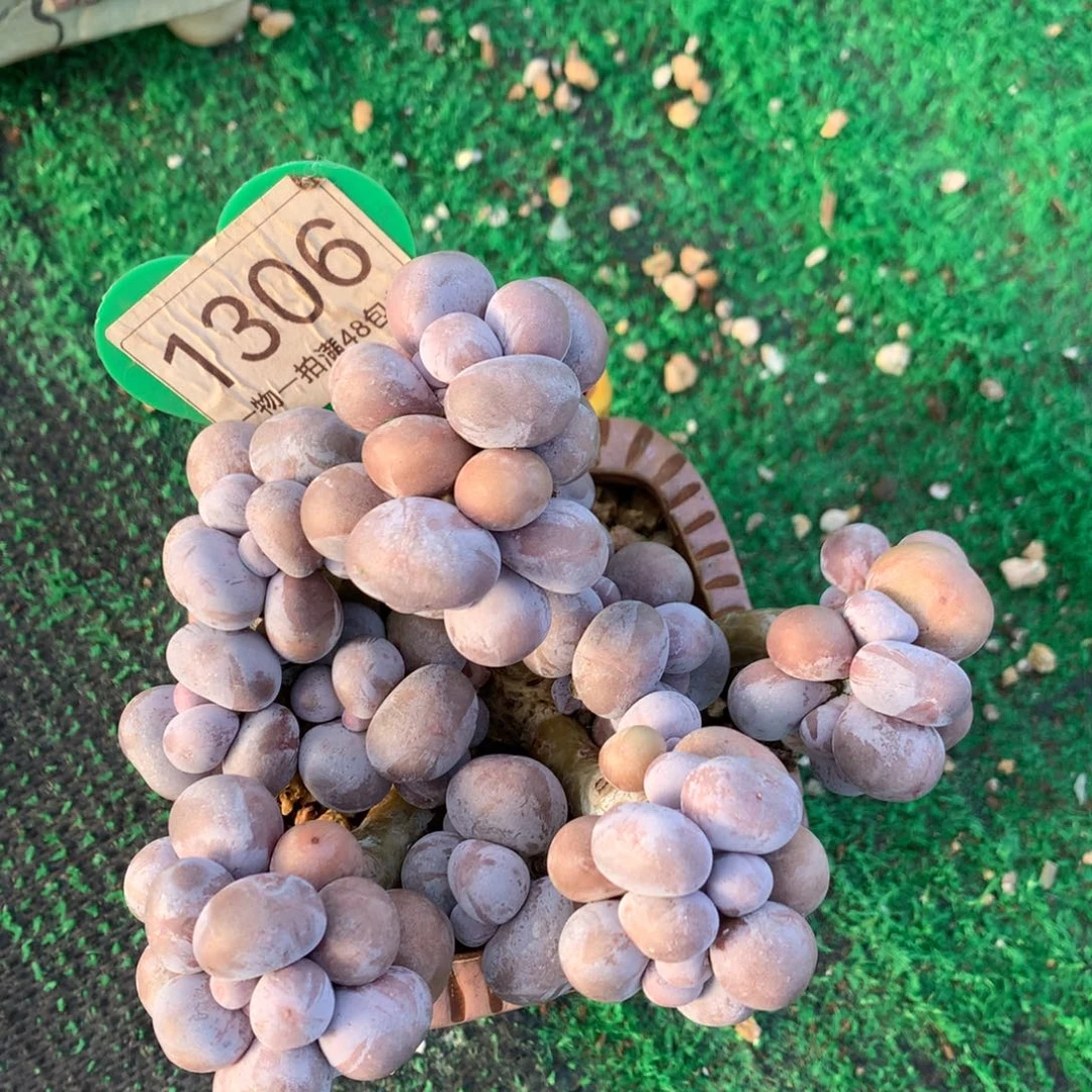 烟美人奶酪一物一拍