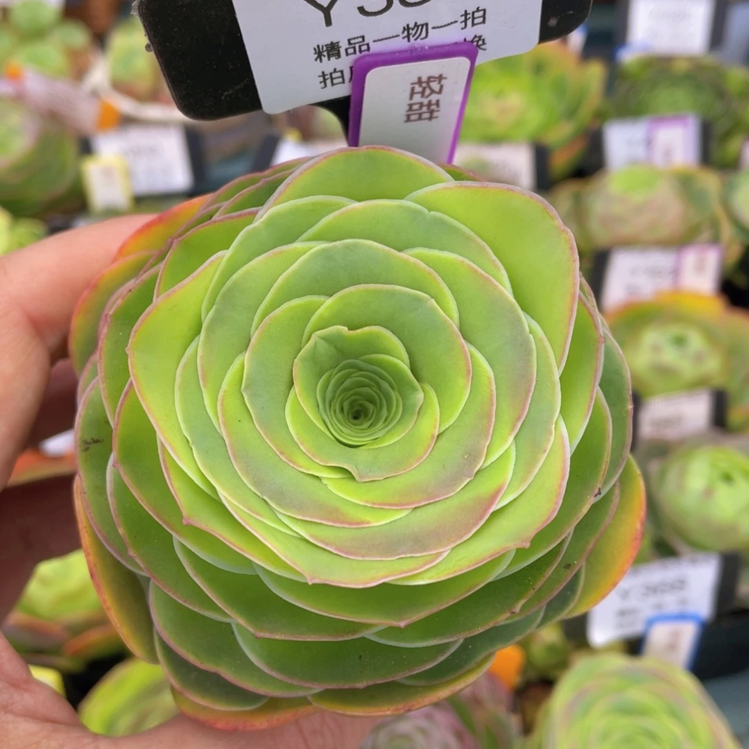 轻甜多肉福利383一物一拍