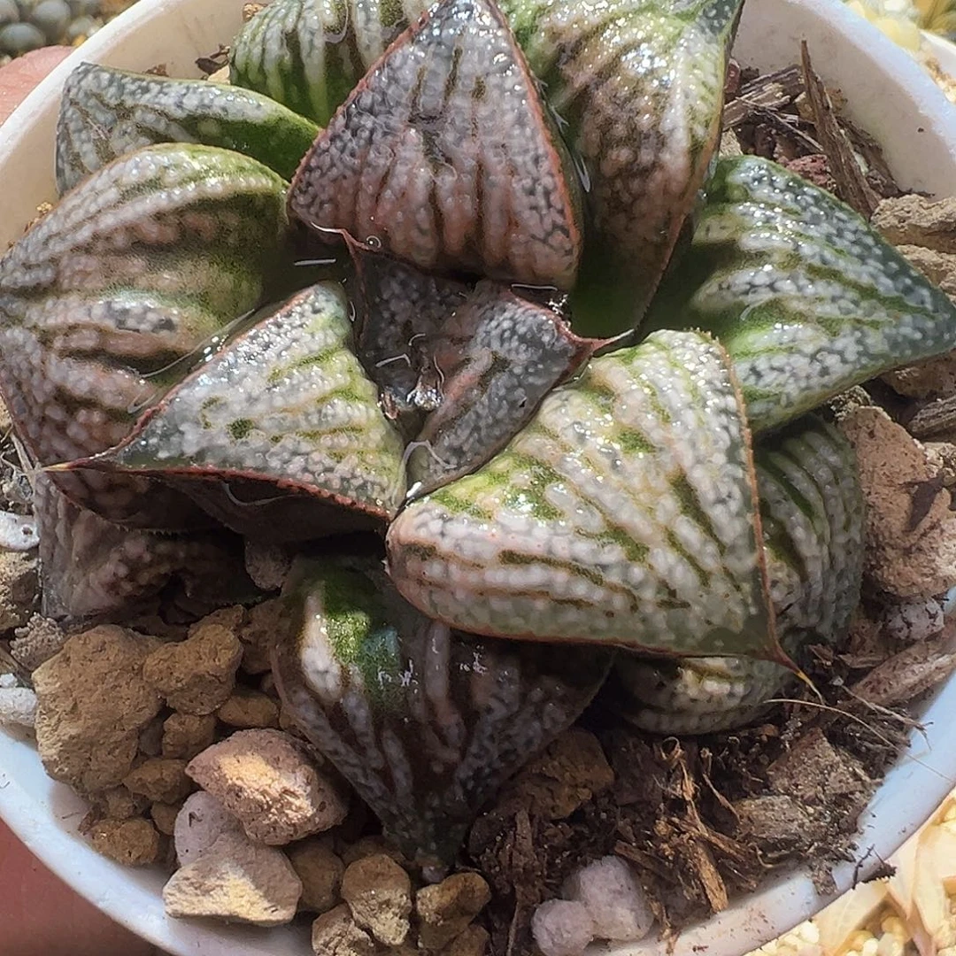 31号花魁青蟹特选福利