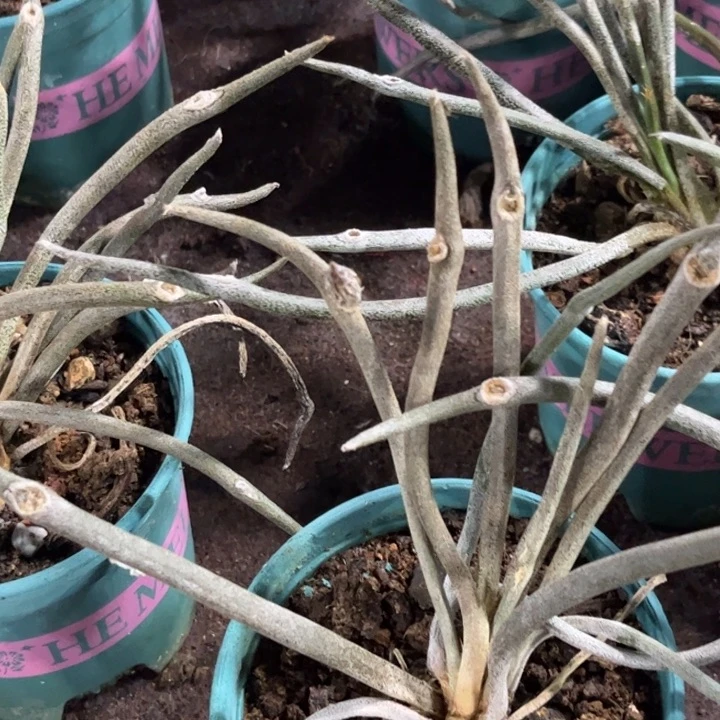 水***流三个无刺象牙加青雪光