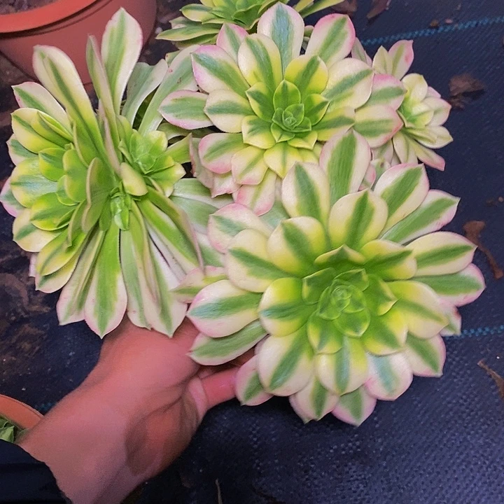 多肉植物保护研究所