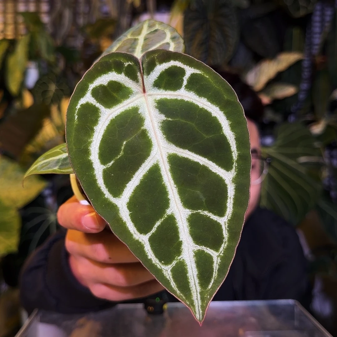 完全开放P105撕裂纹杂粉脉撕裂纹