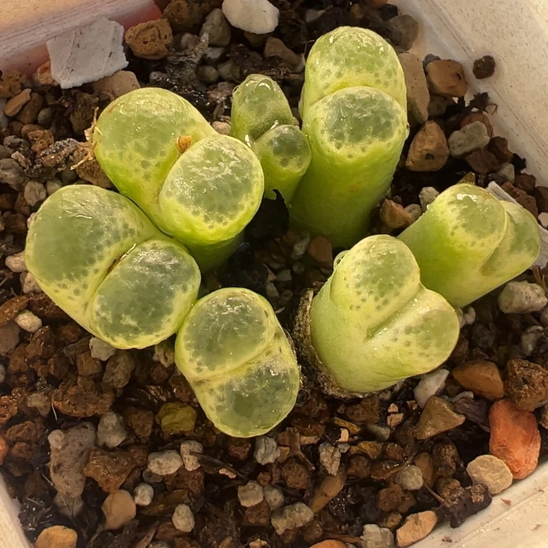 751多肉植物种类多样