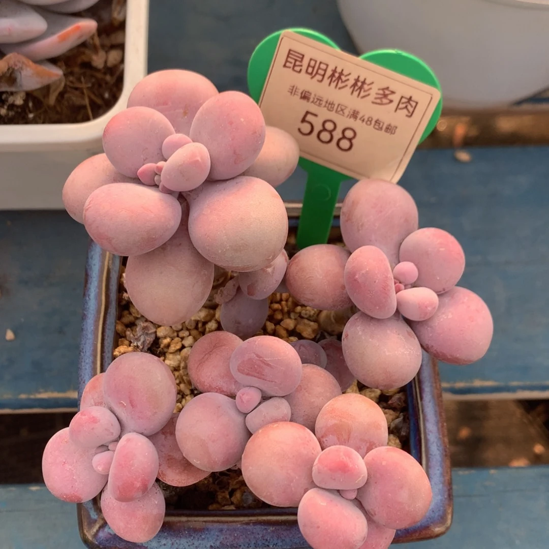 桃蛋老桩无砍588