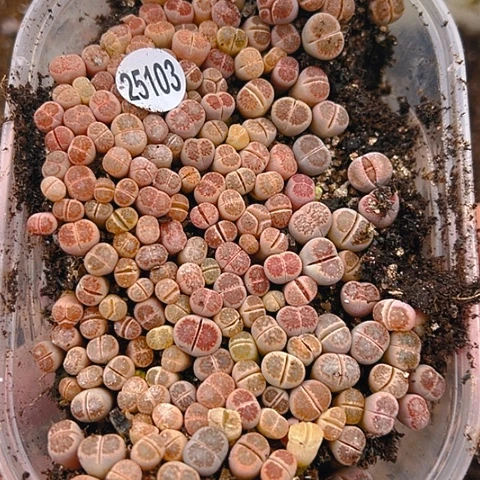 【闪购商品】?**丘25103