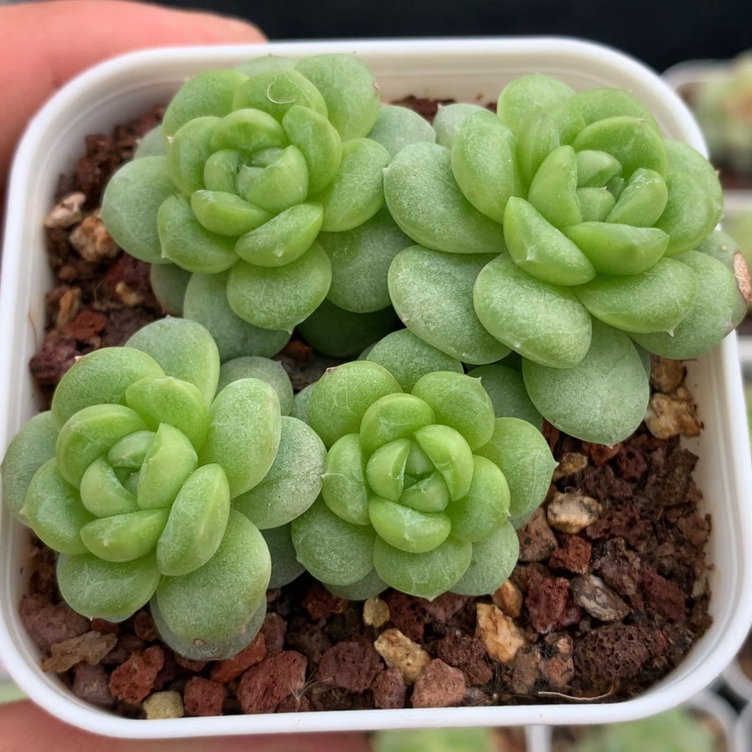 0704-268 白玉珍妮