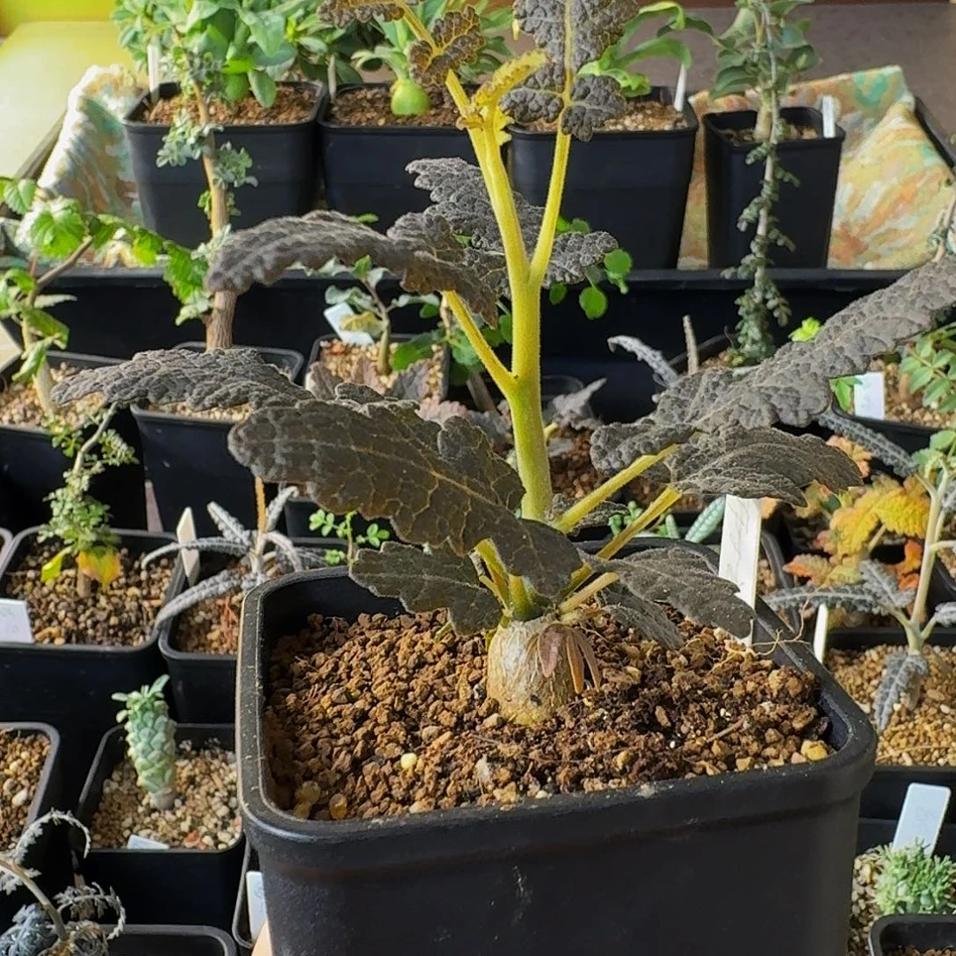 特价 实生布拉塔乳香带盆土顺丰空运包邮