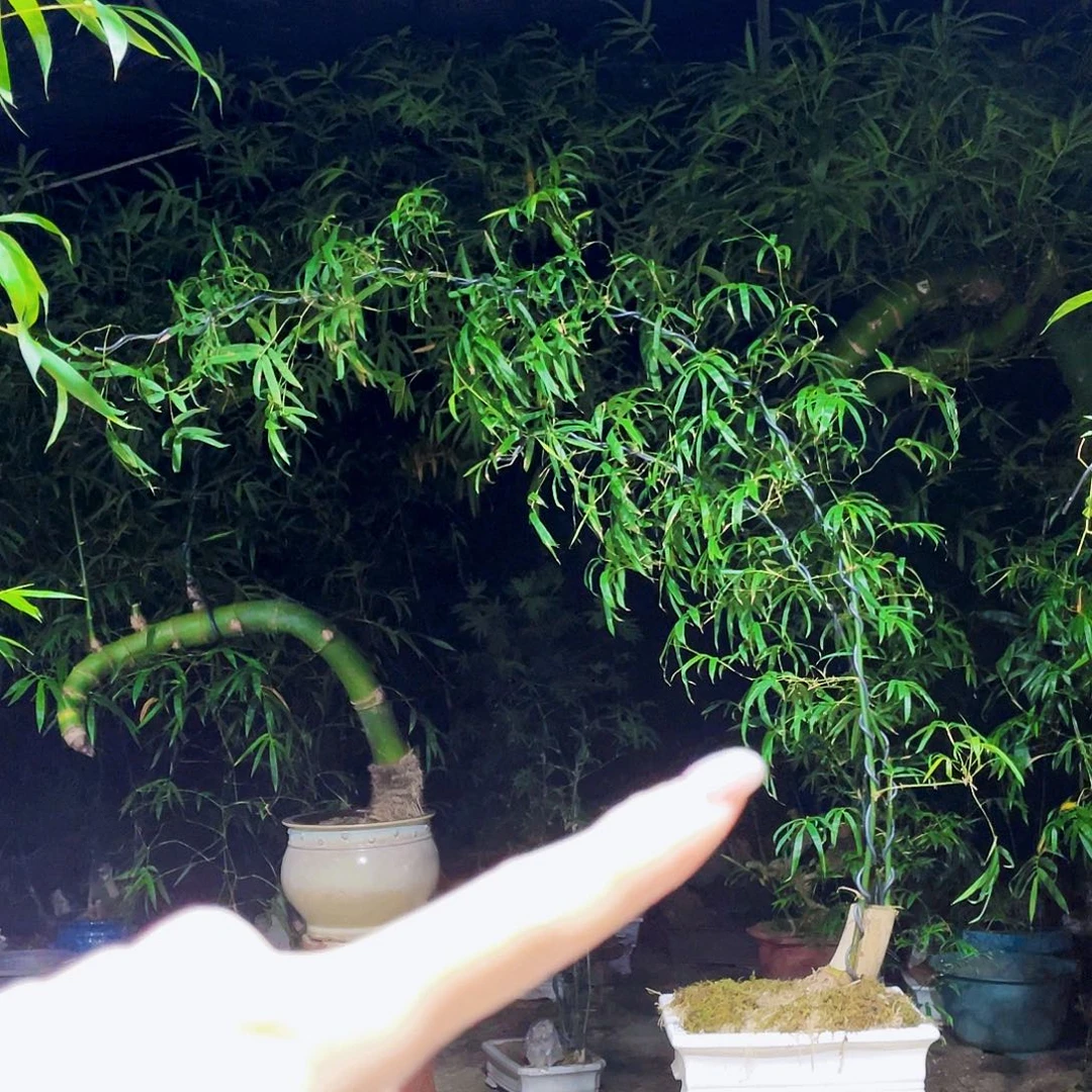 小****无花朵小叶簕竹熟桩塑料盆发货