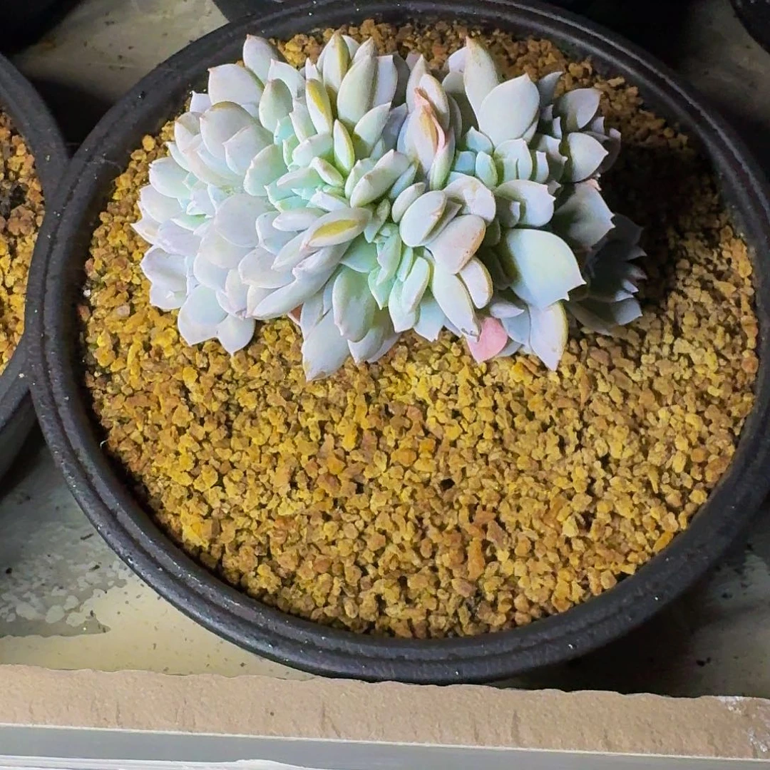 白茶 缀化 一物一拍