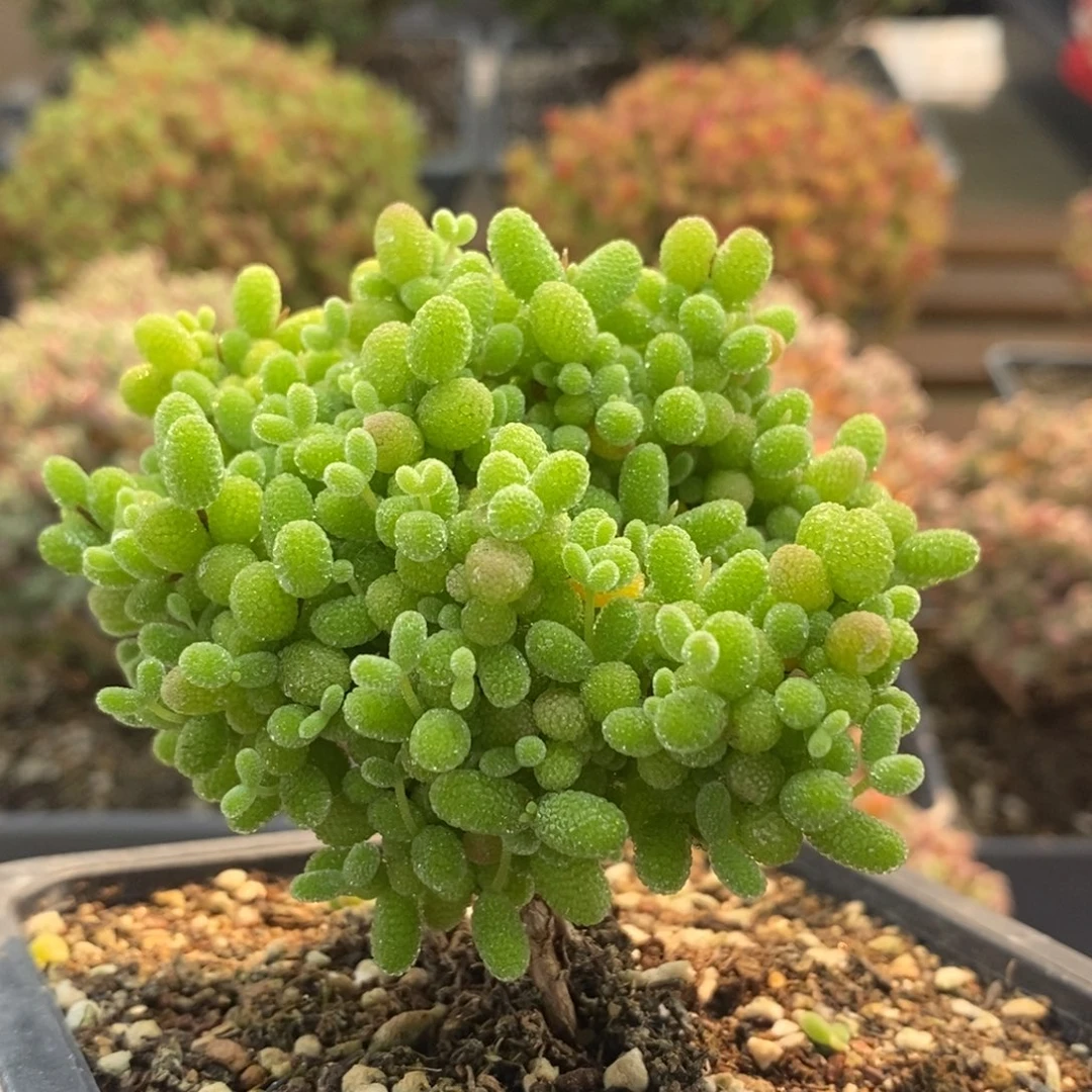 浩**旋金橘糖球8650枝干番杏