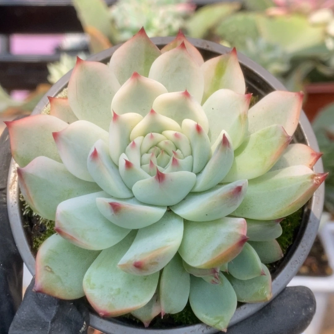 318锦锦锦锦锦锦锦锦