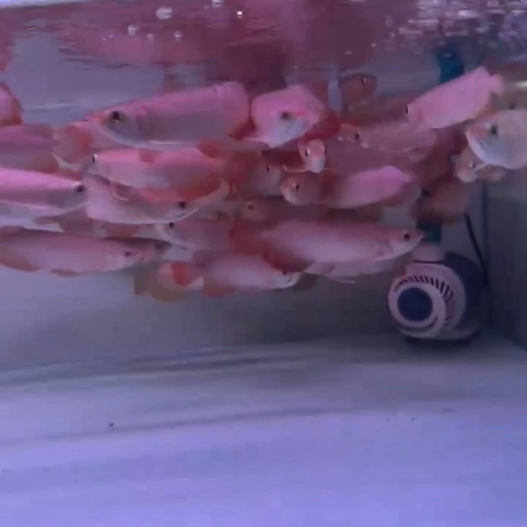 微瑕原装印尼进口小红龙16到18公分