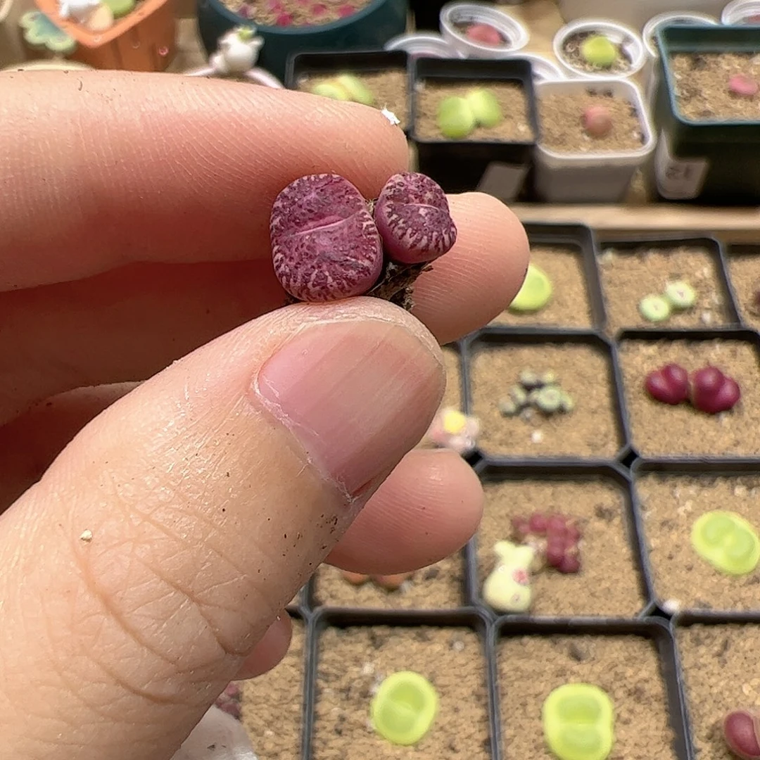 【闪购商品】22 618福利