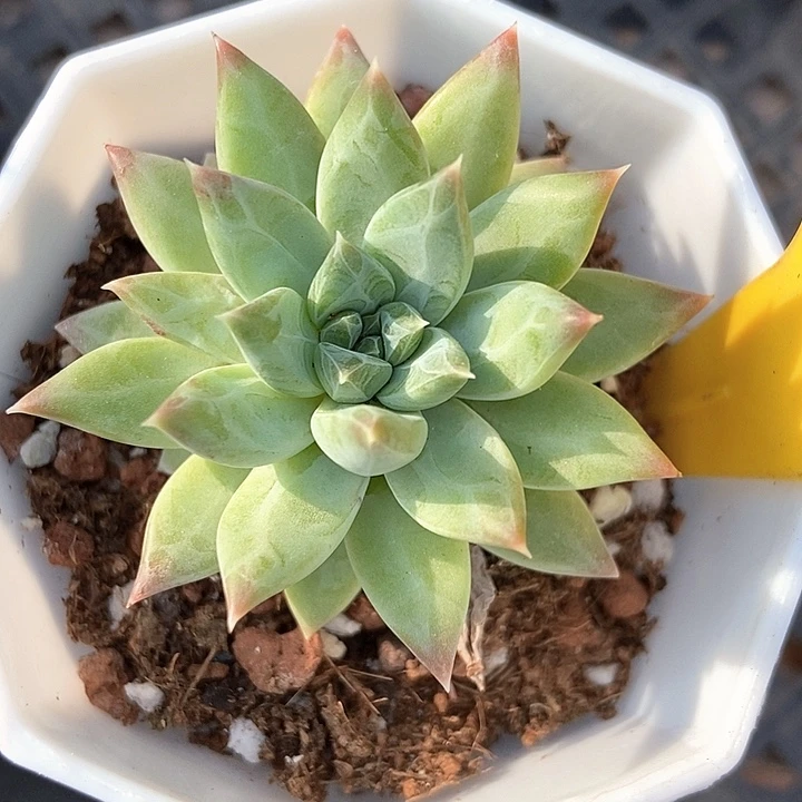 多肉植物青花瓷723