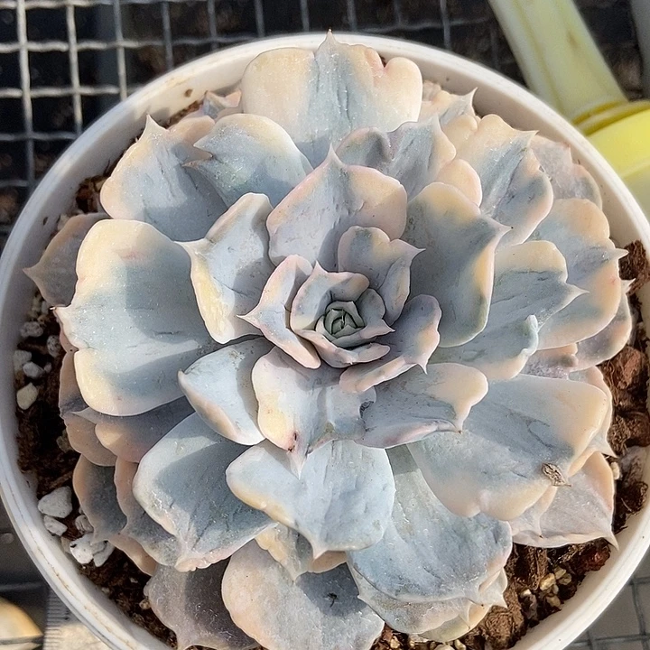 丽娜莲锦多肉植物的