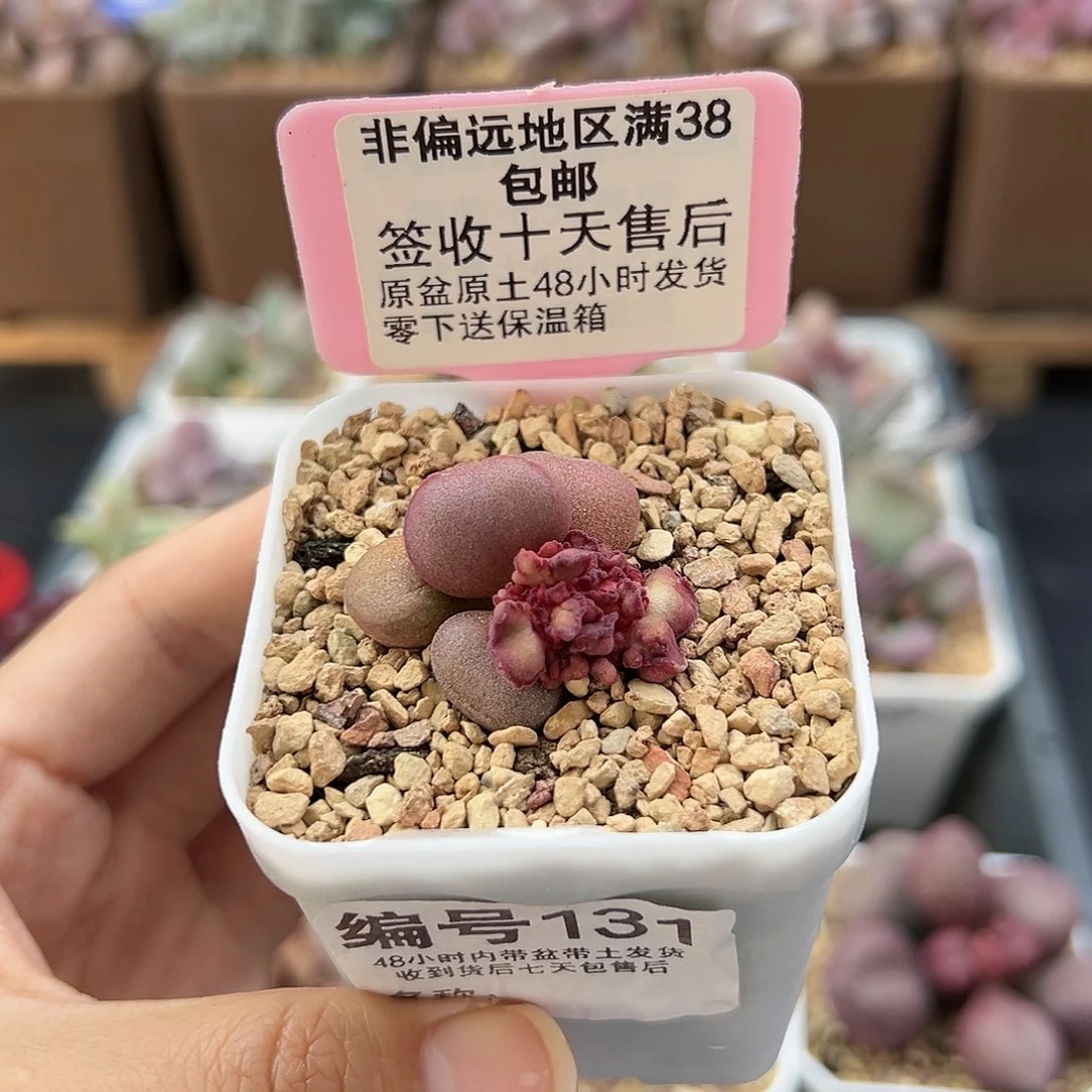 香*131白肌红蛋缀化多肉