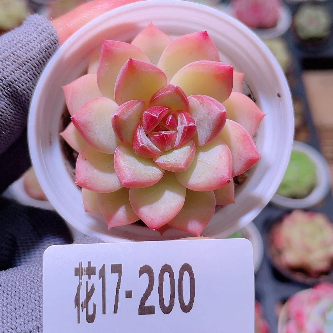 花利美17-200女王玫瑰