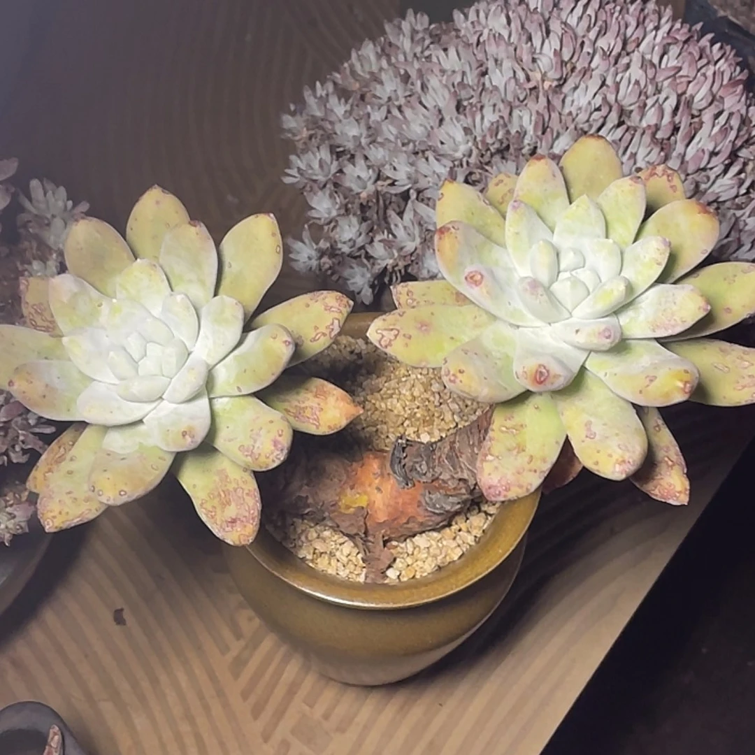 【闪购商品】格*拇指大老庄