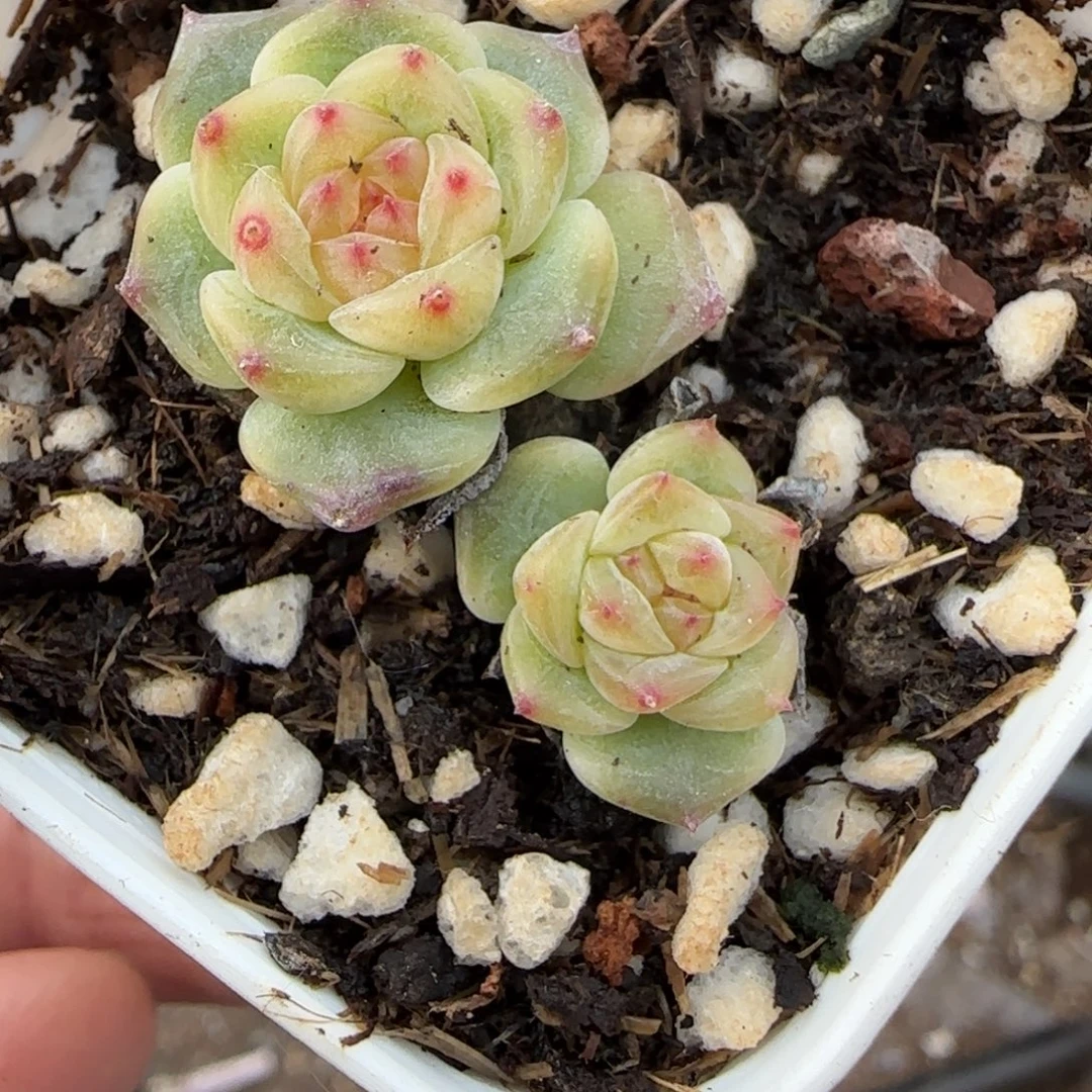 多肉小卡拉米糖心一物一拍