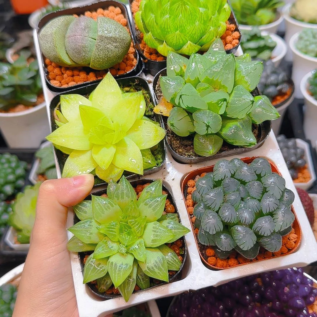 玉露六件套多肉，原盆，