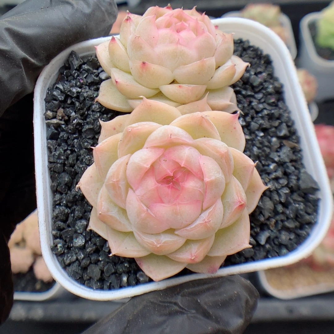 多肉植物。 糖心有砍48