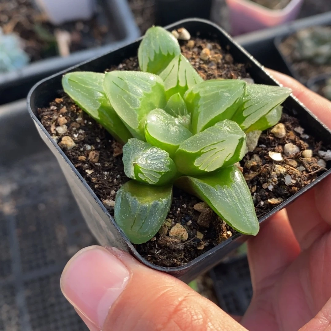 冰城一颗 整点福利