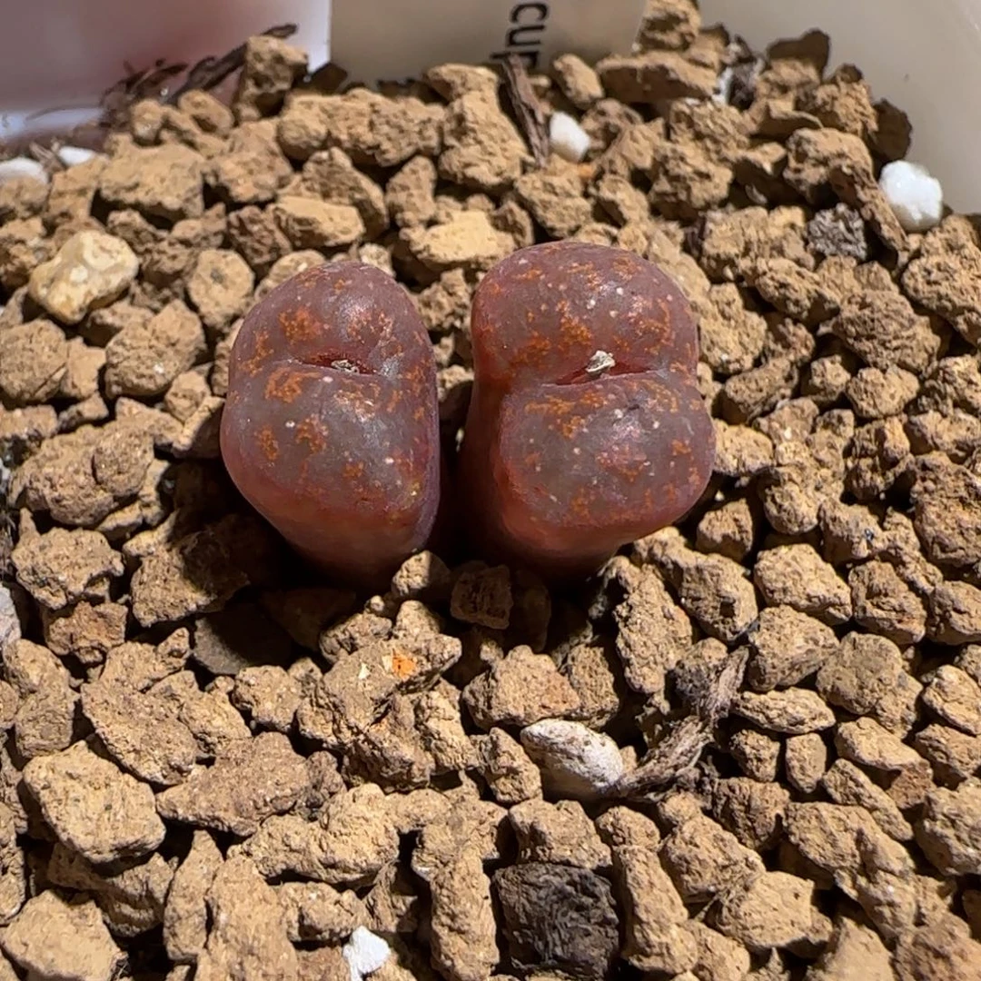 肉锥多肉植物组合-ap正红色酒红勋章414